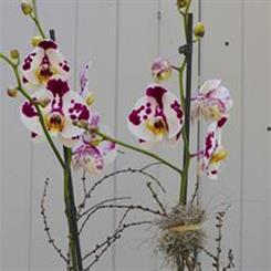  Elegant Orchids