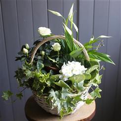 Flowering Planted Basket