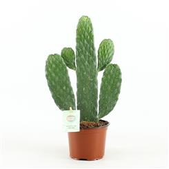 Opuntia (cactus)