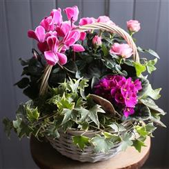 Planted Basket 
