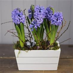 Hyacinth Planter