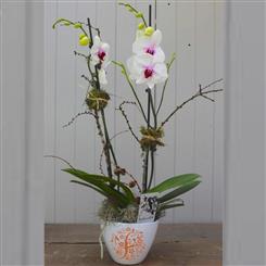  Elegant Orchid