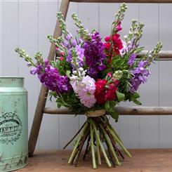 Cornish Scented Stocks 