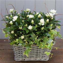Rose Planted Basket