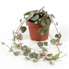 Mini Ceropegia Woodii