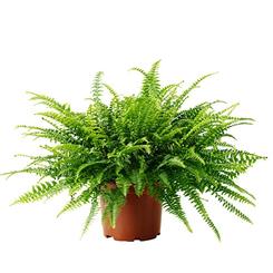 Nephrolepsis exaltata 