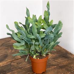 Phlebodium aureum 