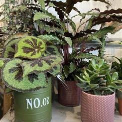 Plant Subscription 