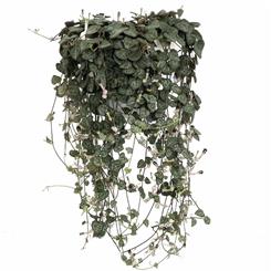 Extra Large Ceropegia woodii 