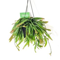 Rhipsalis Red Coral