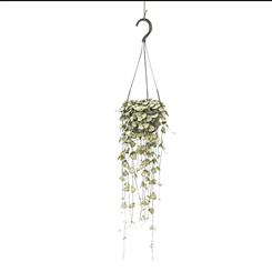Medium Ceropegia Woodii 