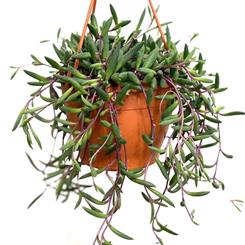 Senecio Purple Flush