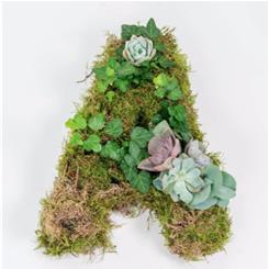 Moss Letter