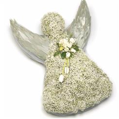 Gypsophila Angel