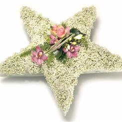 Gypsophila Star