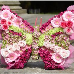 Luxury Butterfly