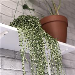 Senecio rowleyanus variegata (varigated string of pearls)