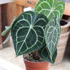 Anthurium Clarinervium 