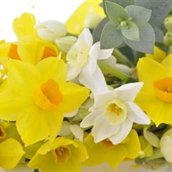 Cornish Scented Narcissi