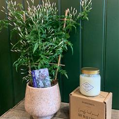 Jasmine Gift Set