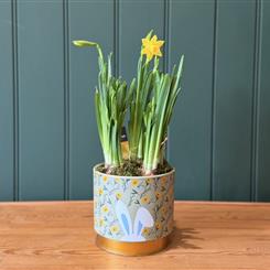 Easter Narcissi