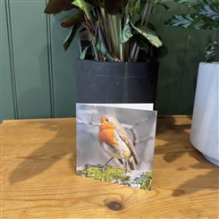 Robin 