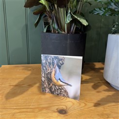 Nuthatch
