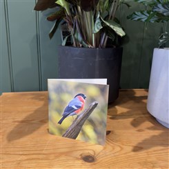 Bullfinch