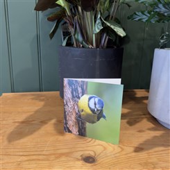 Bluetit