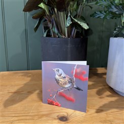 Fieldfare