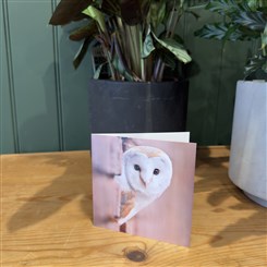 Barn Owl
