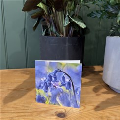 Bluebells