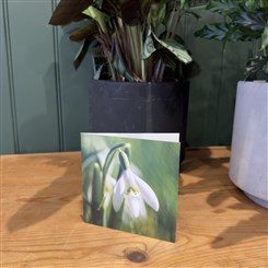 Snowdrop