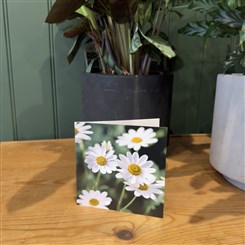 Daisy