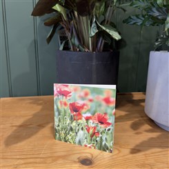 Poppies