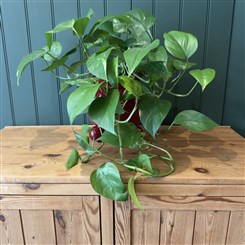 Golden Pothos