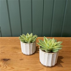 Echeveria Duo