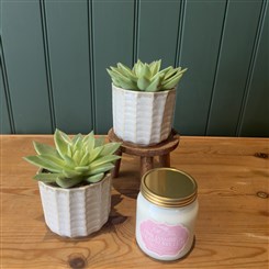 Echeveria Duo Gift Set 