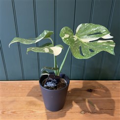 Monstera Thai Constellation